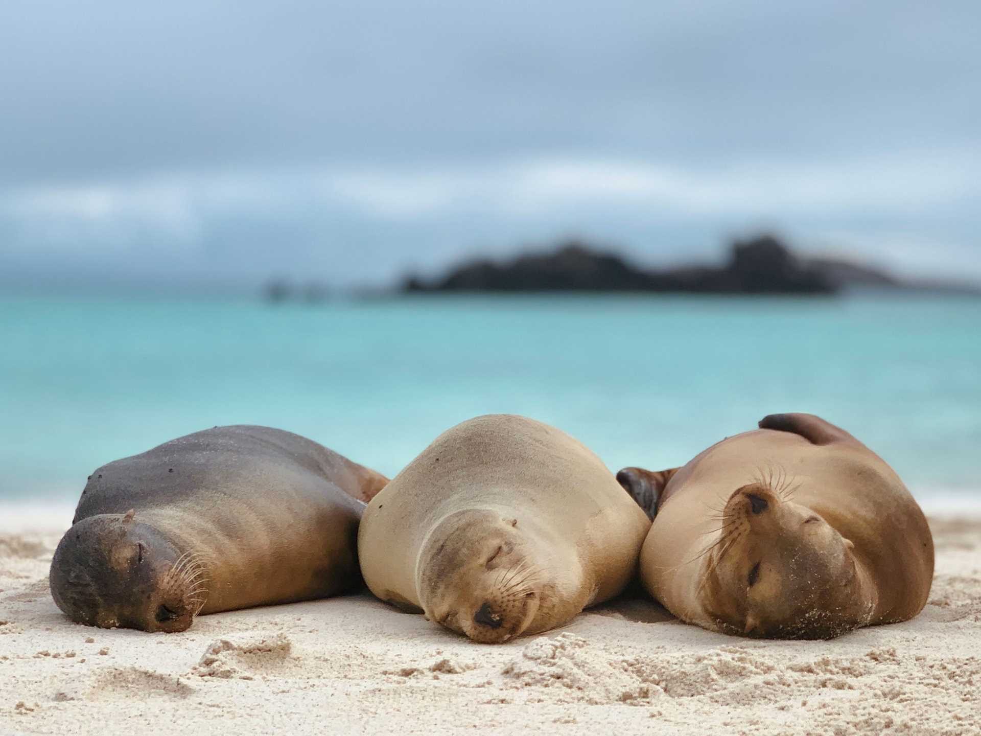 three sea lions