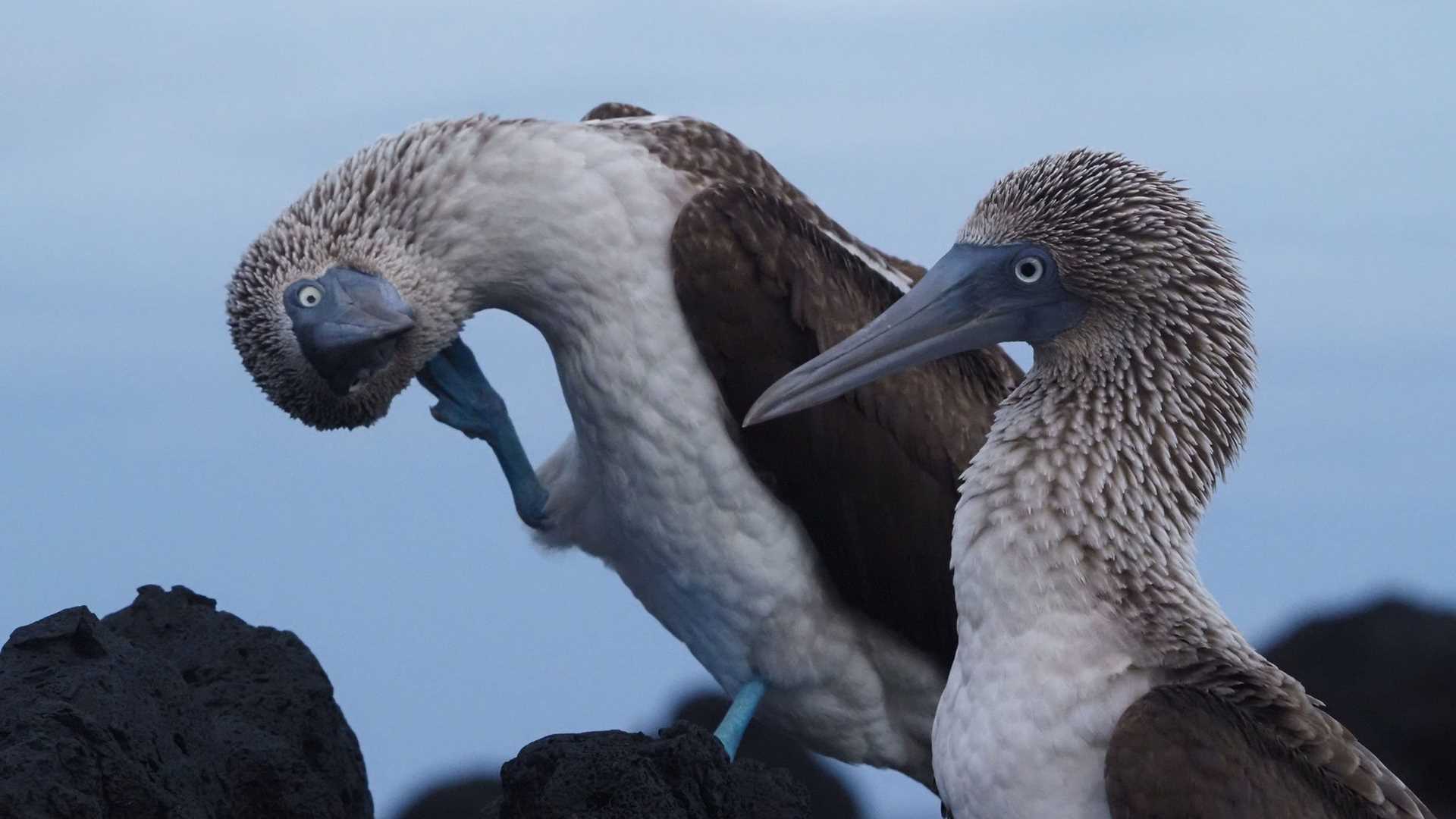 blue footed boobies