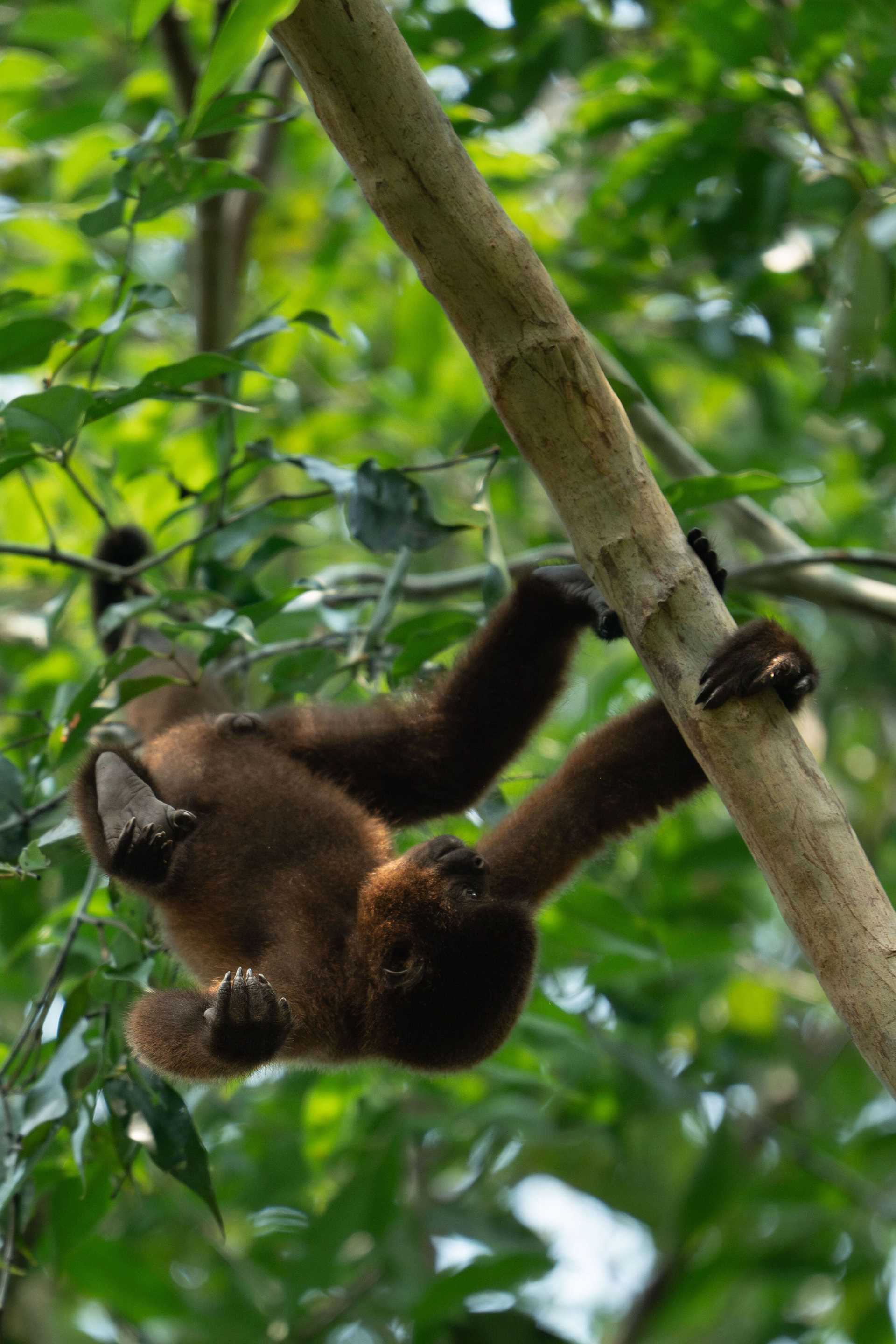 baby woolly monkey