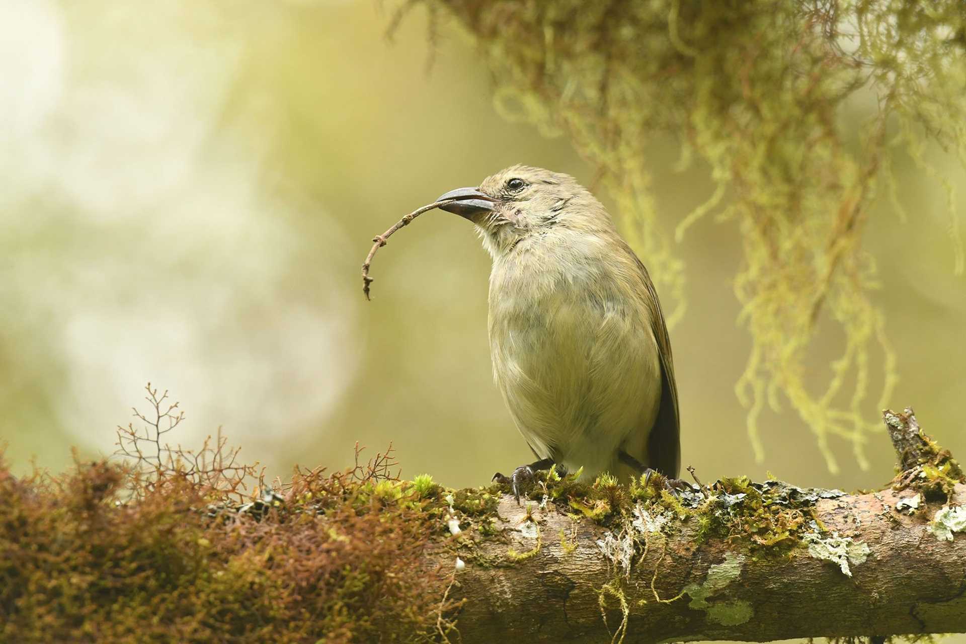 finch with a twig in its beak