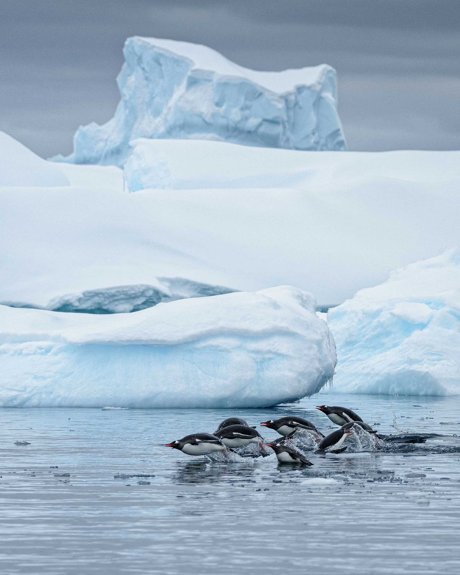 gentoo penguins leaping out of the water