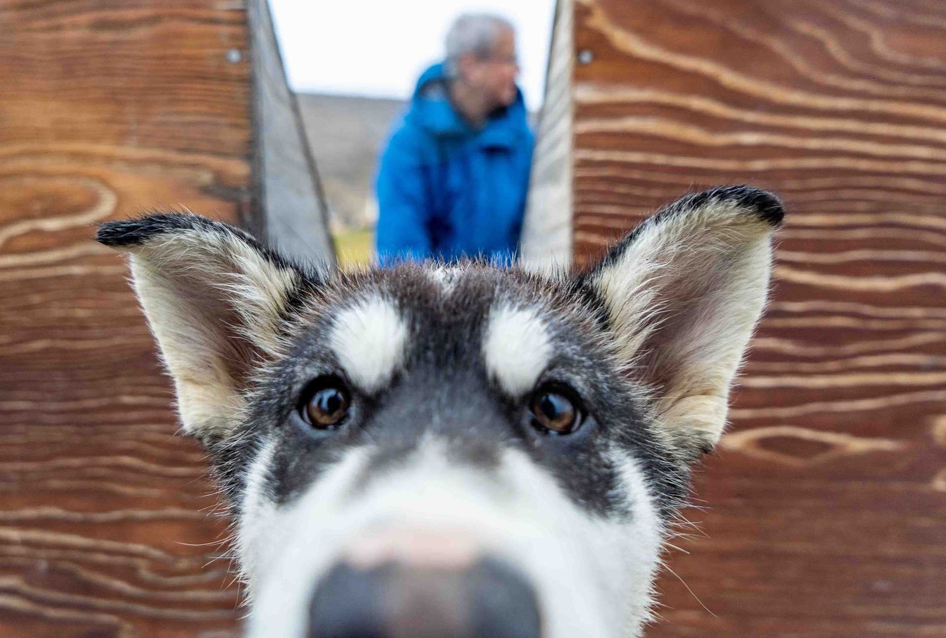 husky puppy