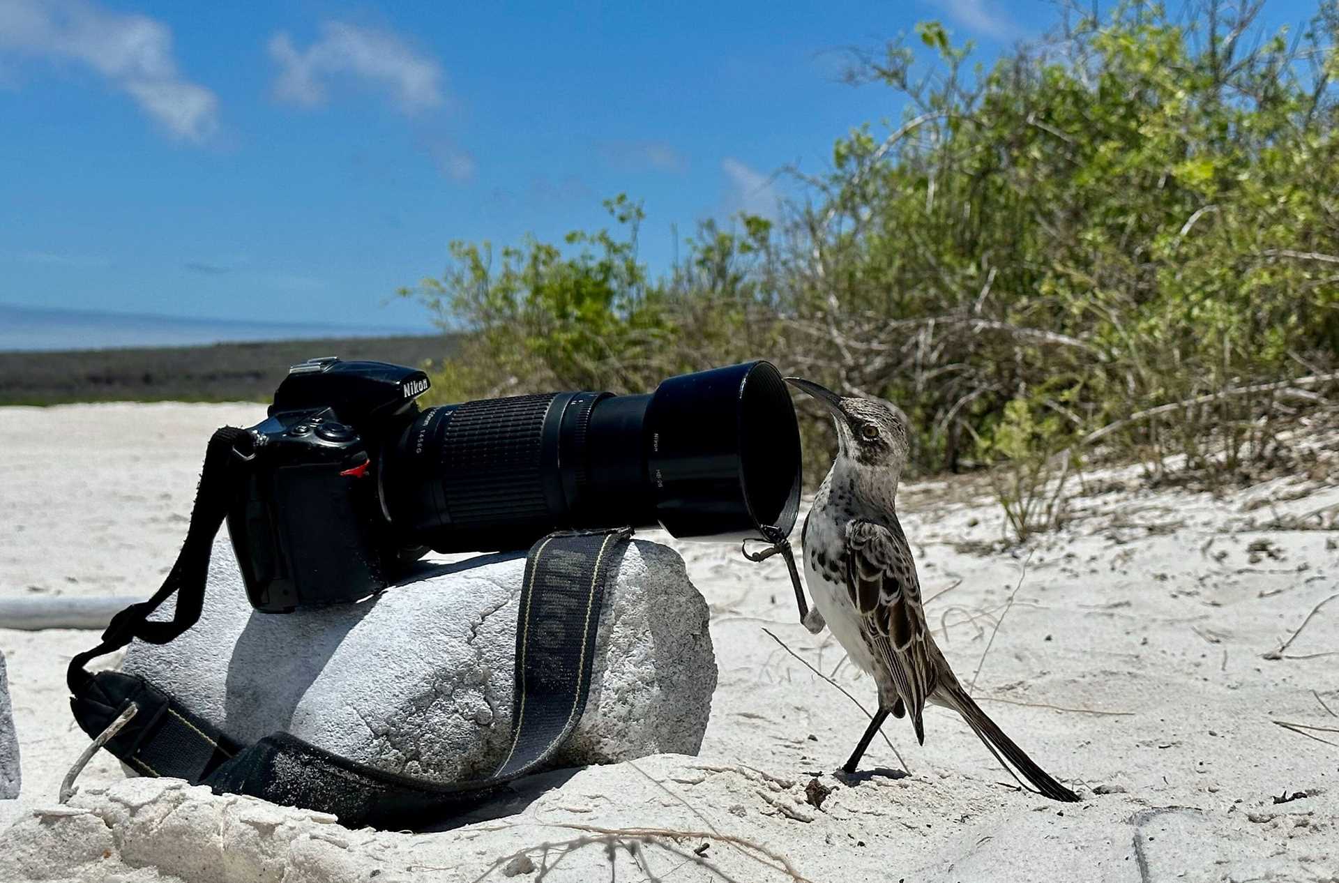 mockingbird inspects a camera lens