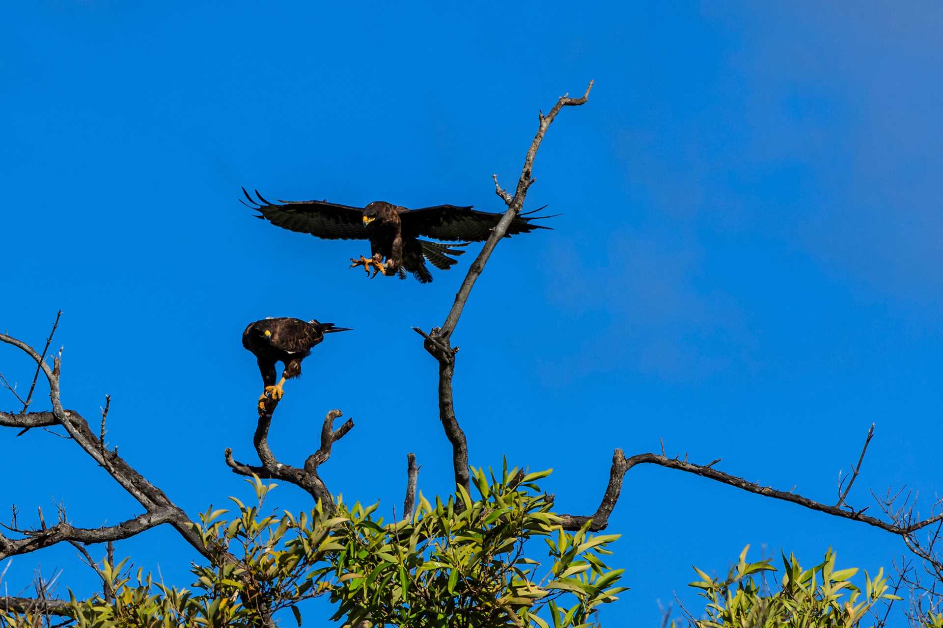 A Galápagos hawk displays a courtship flight for a female hawk in the trees, Fernandina Island, Galápagos.