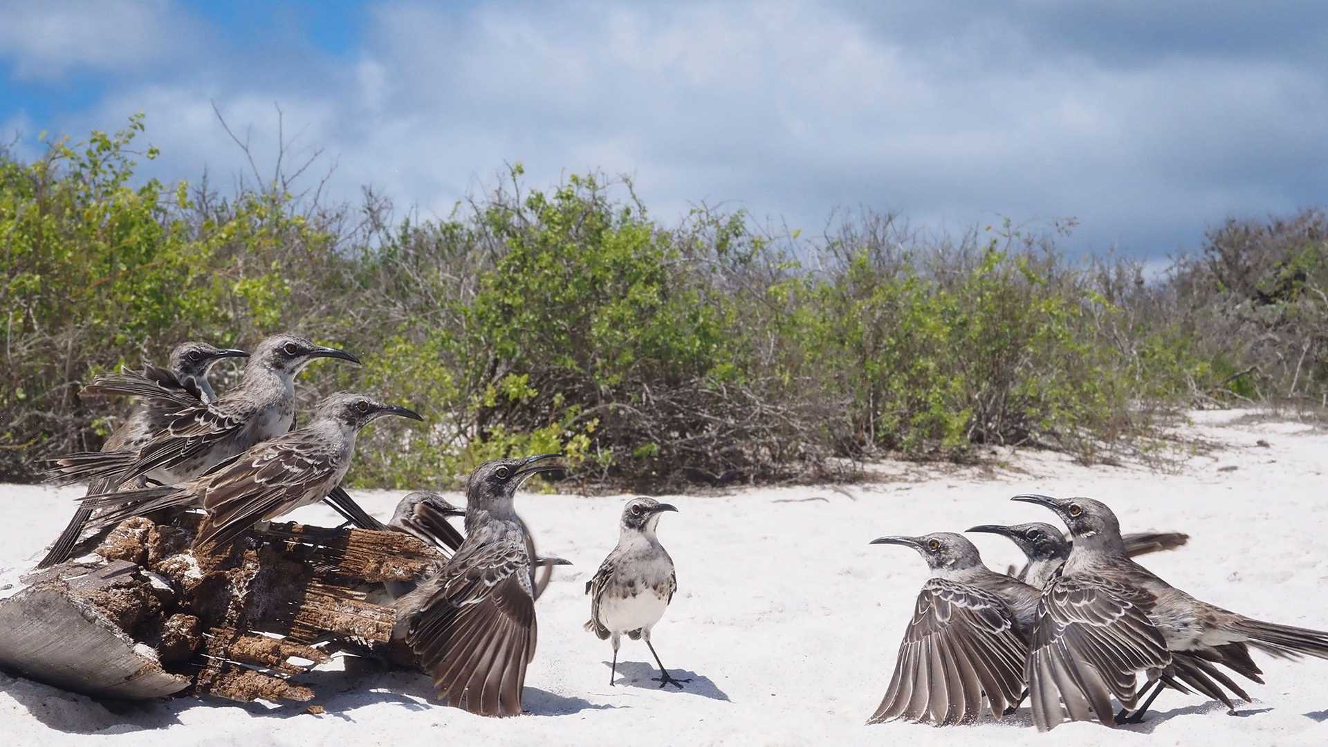 two groups of espanola mockingbirds seemingly engaged in an argument