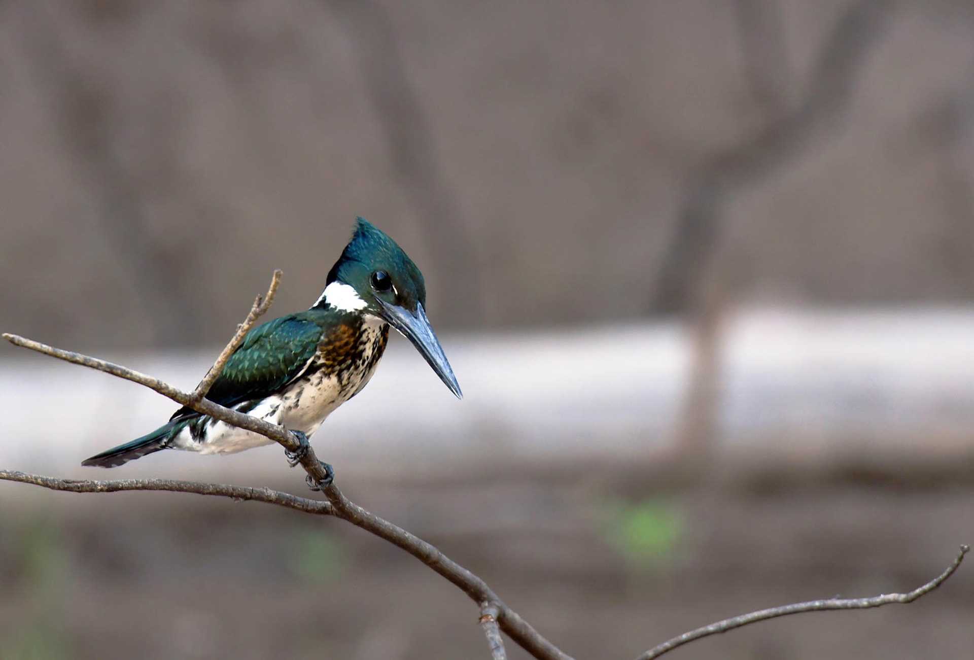 Amazon kingfisher