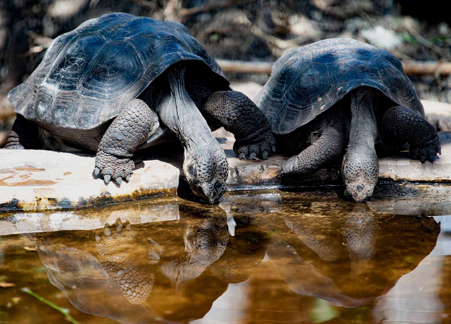 two tortoises drinking water