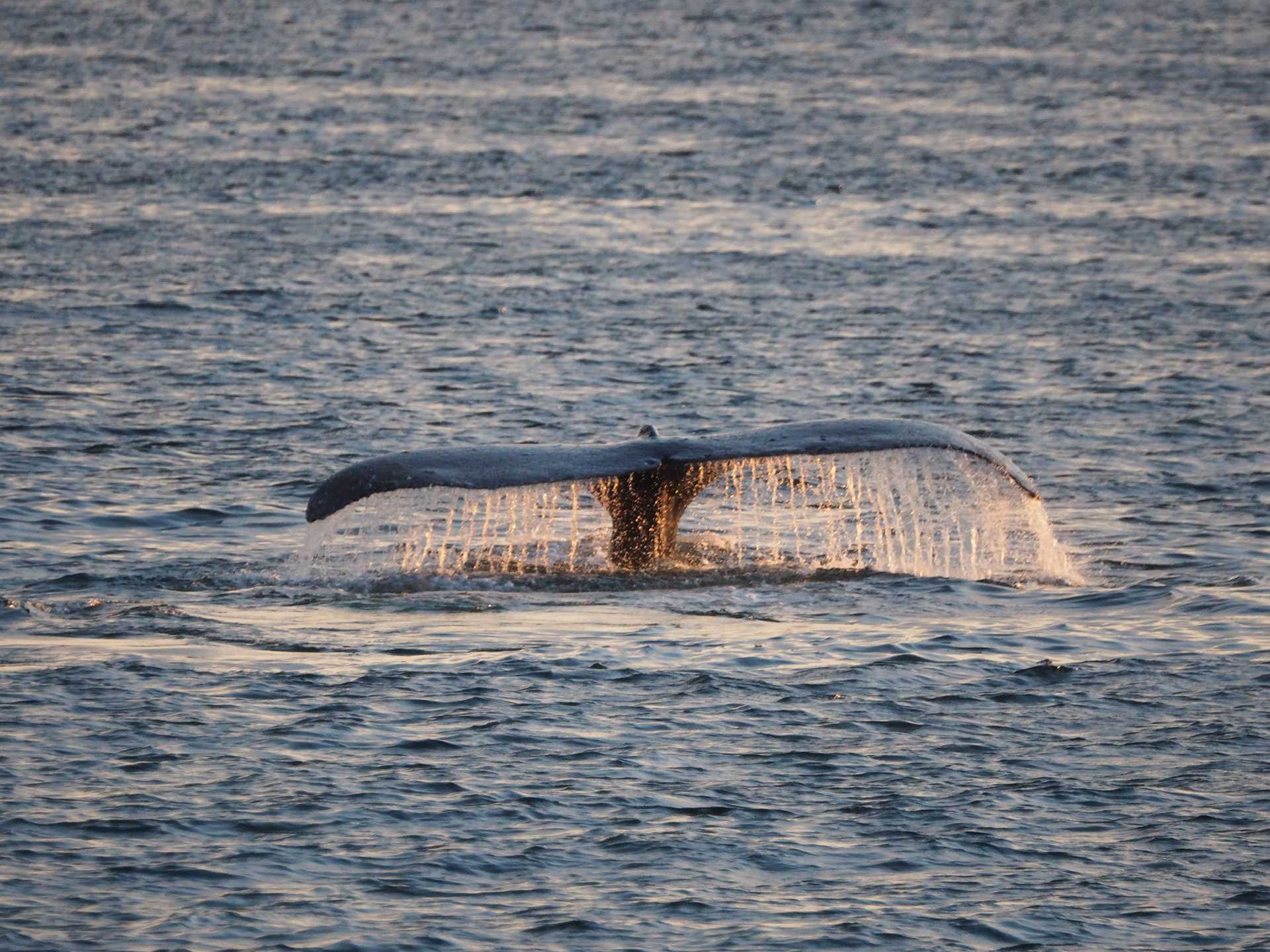 whale tail