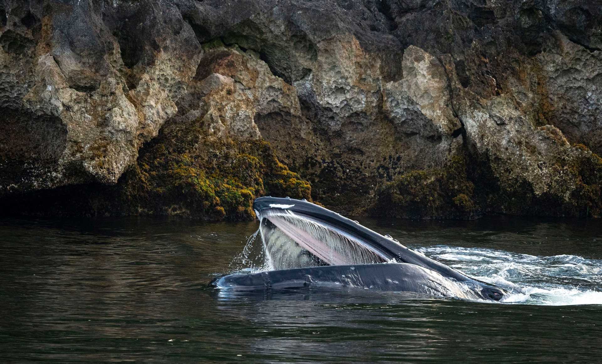 humpback whale