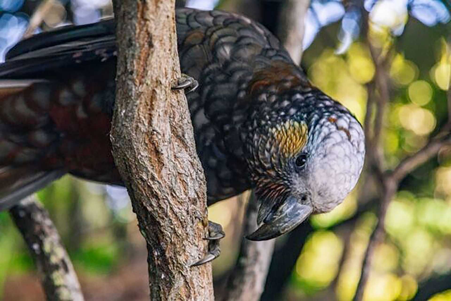 kaka bird in tree