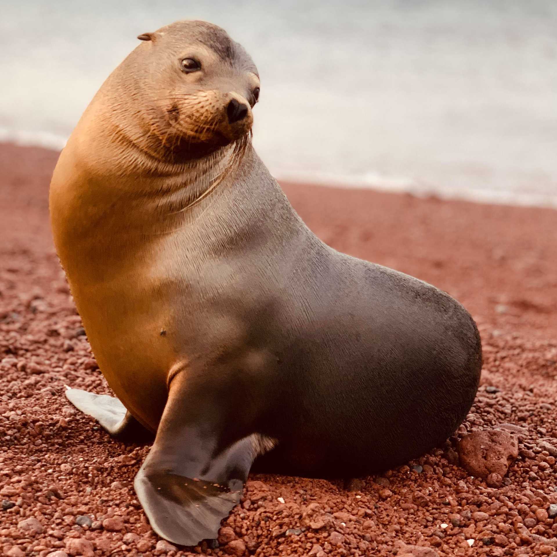 sea lion on red sand beach