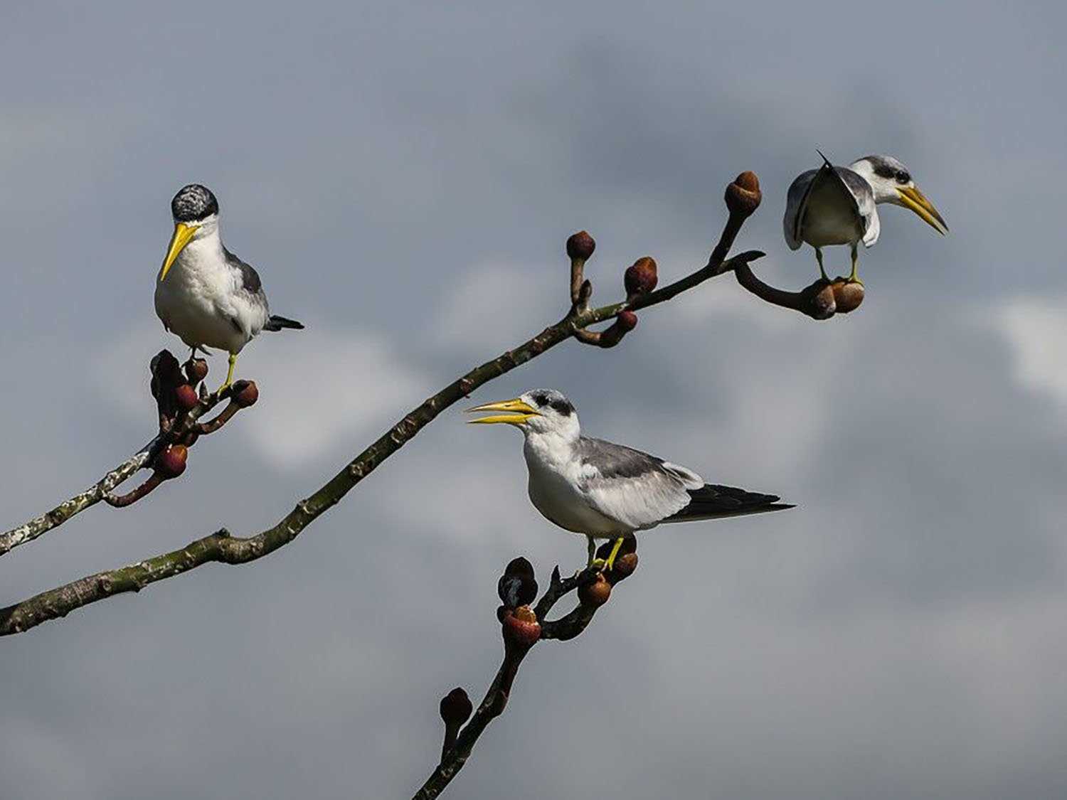 large-billed terns