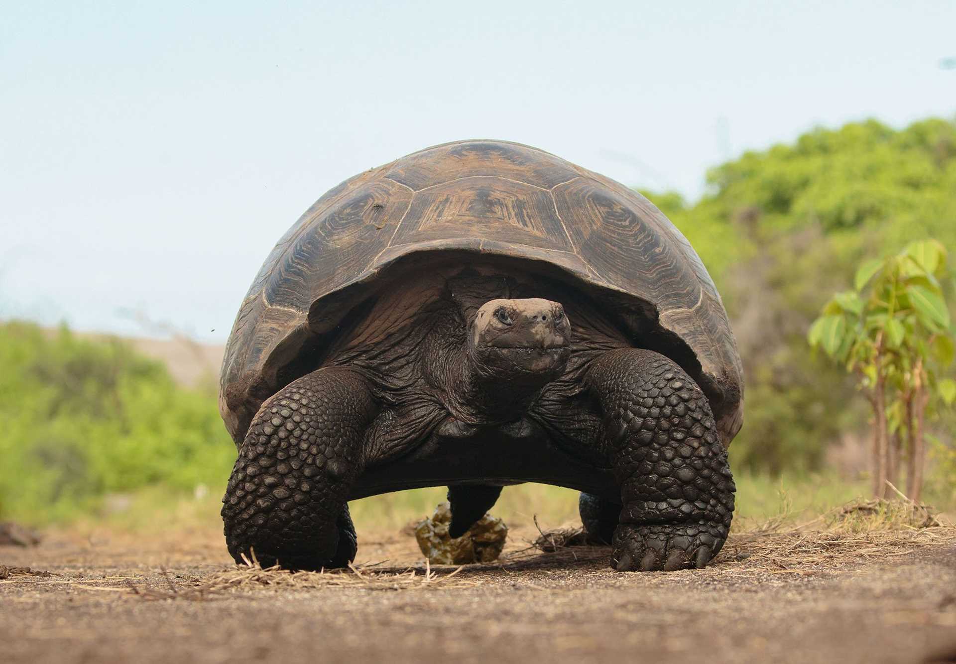 giant tortoise