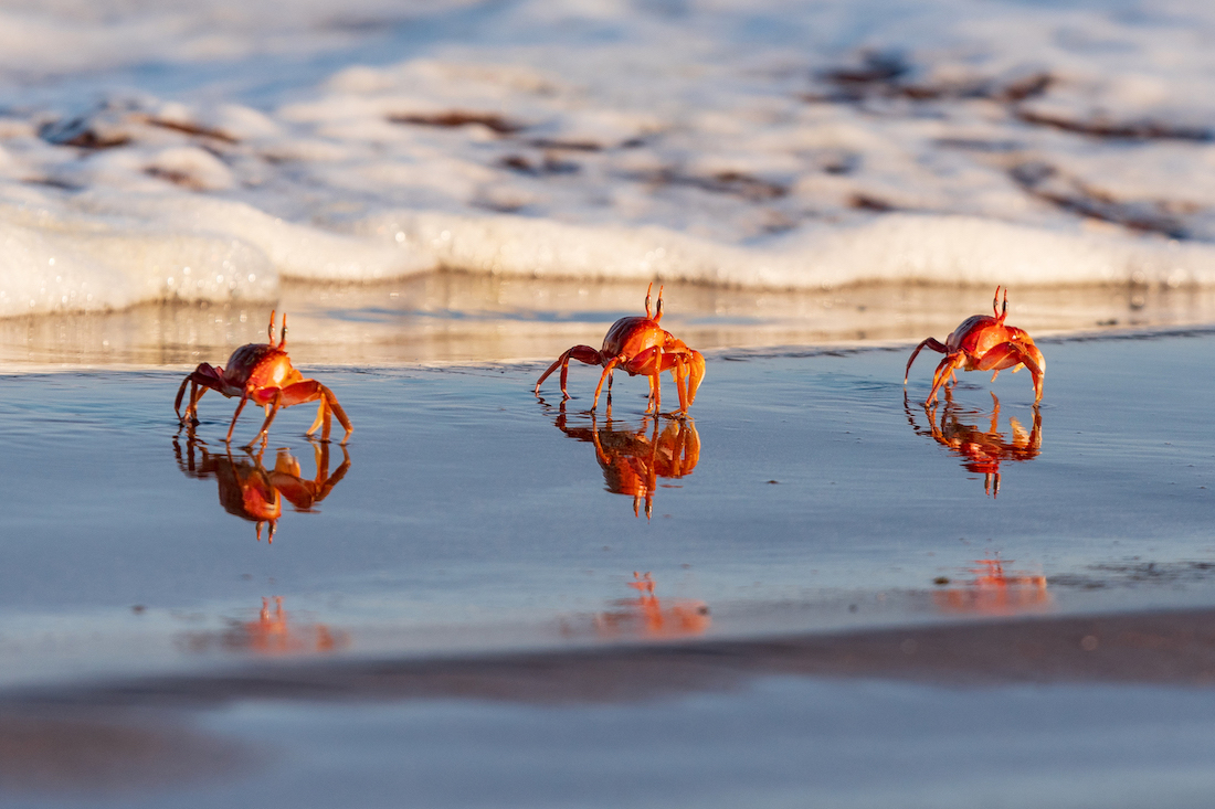 ghost crabs.jpg