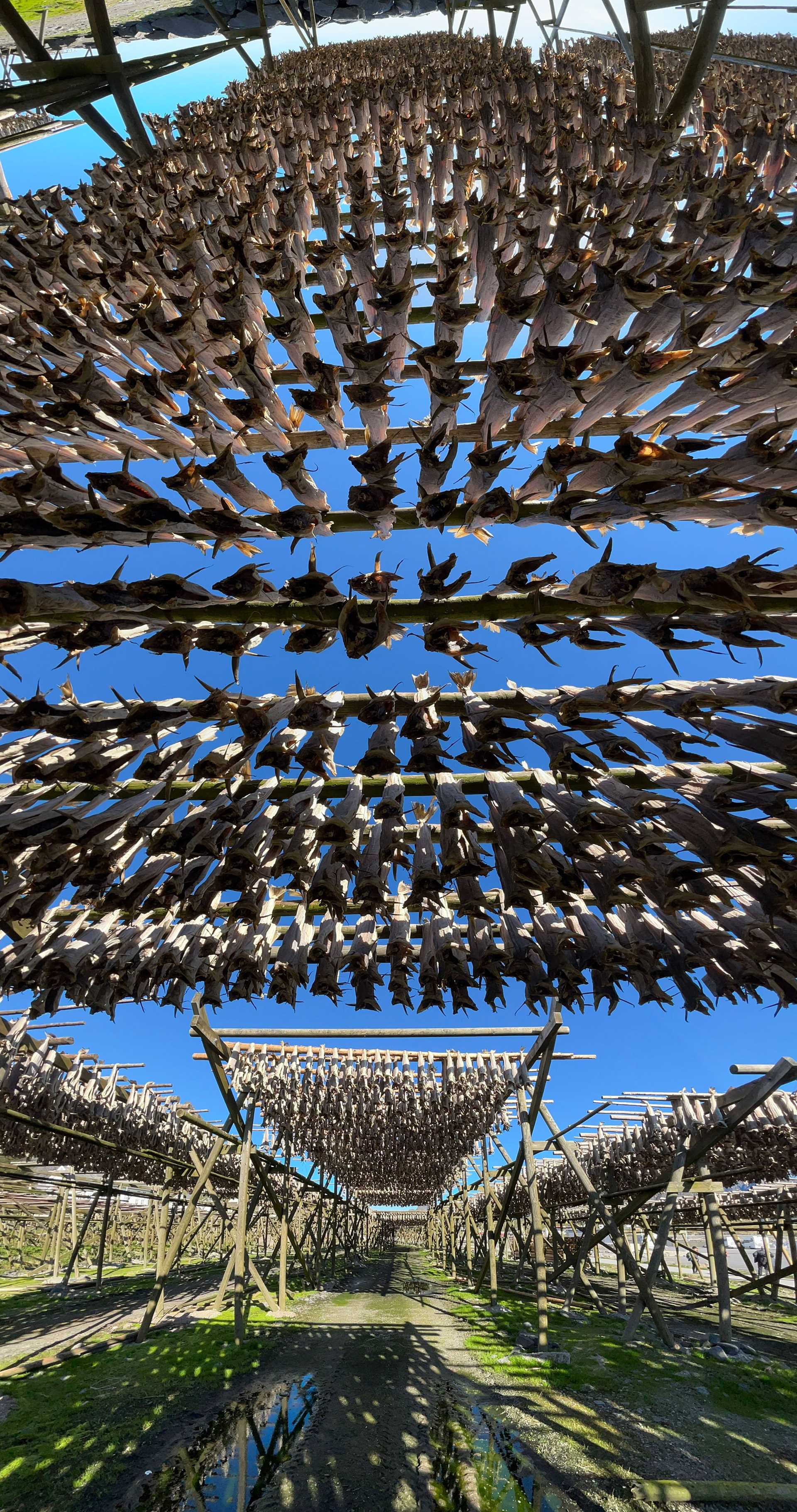 cod drying on racks