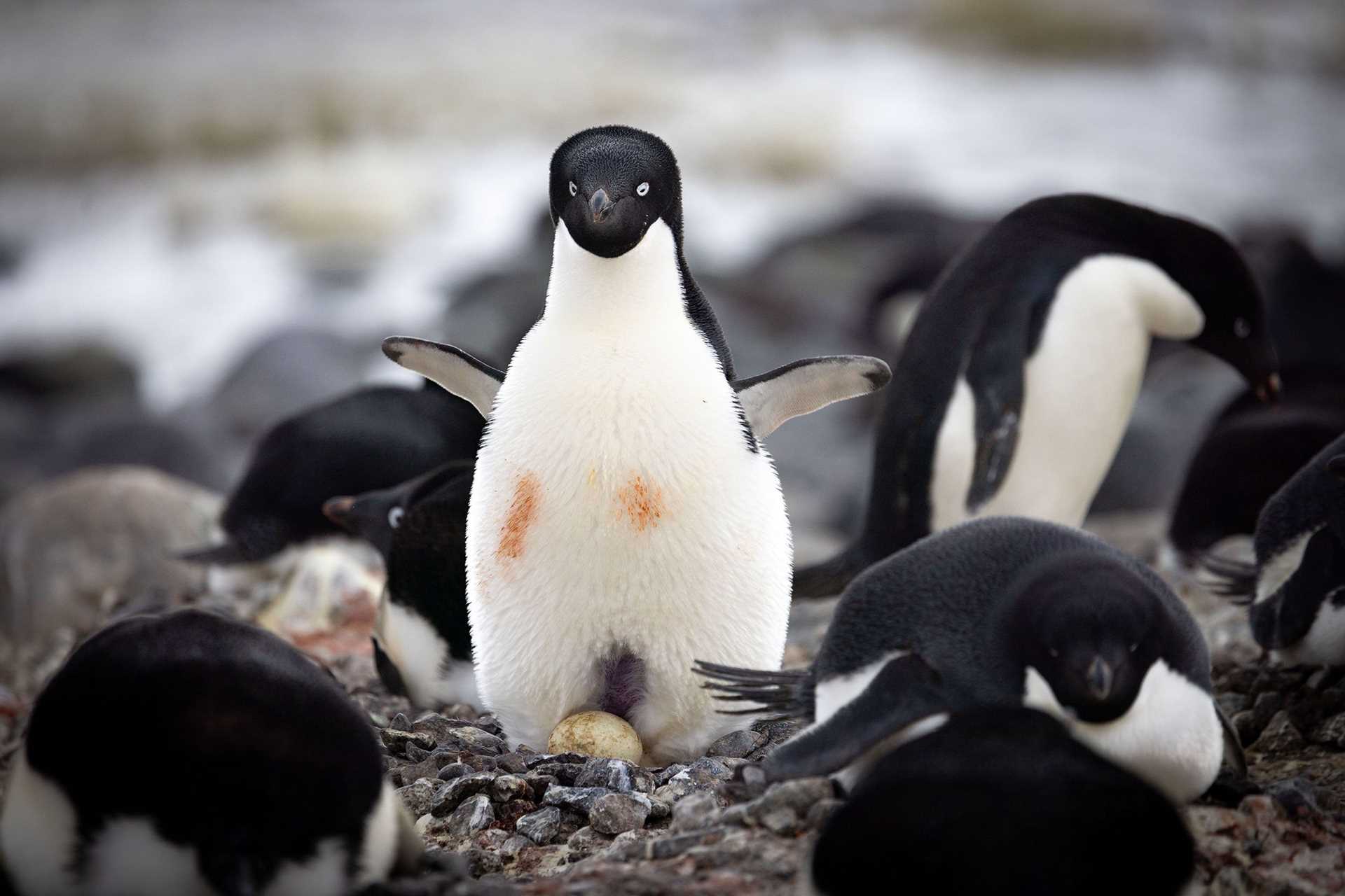 adelie penguin sitting on an egg