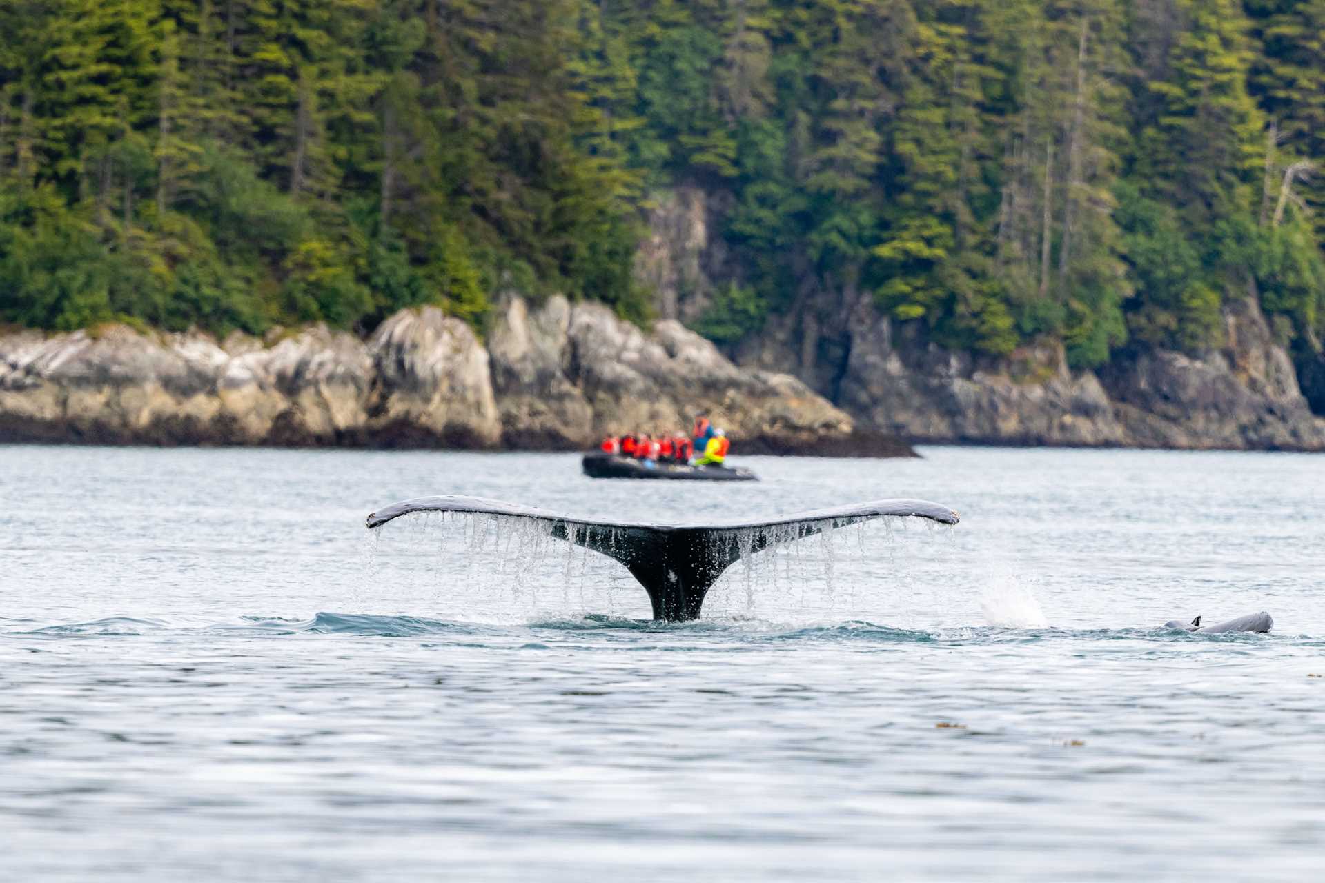 humpback whale fluke