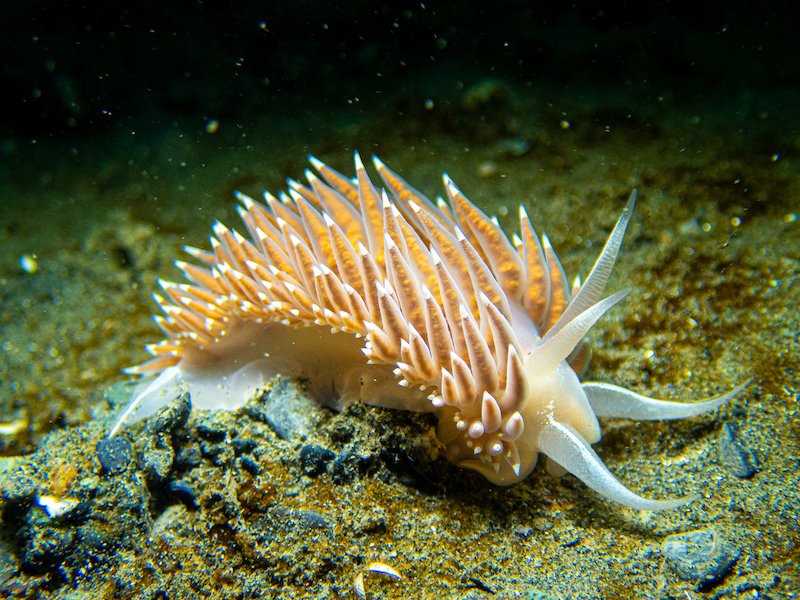 Flabellina Nudibranch K Nesbitt.jpg