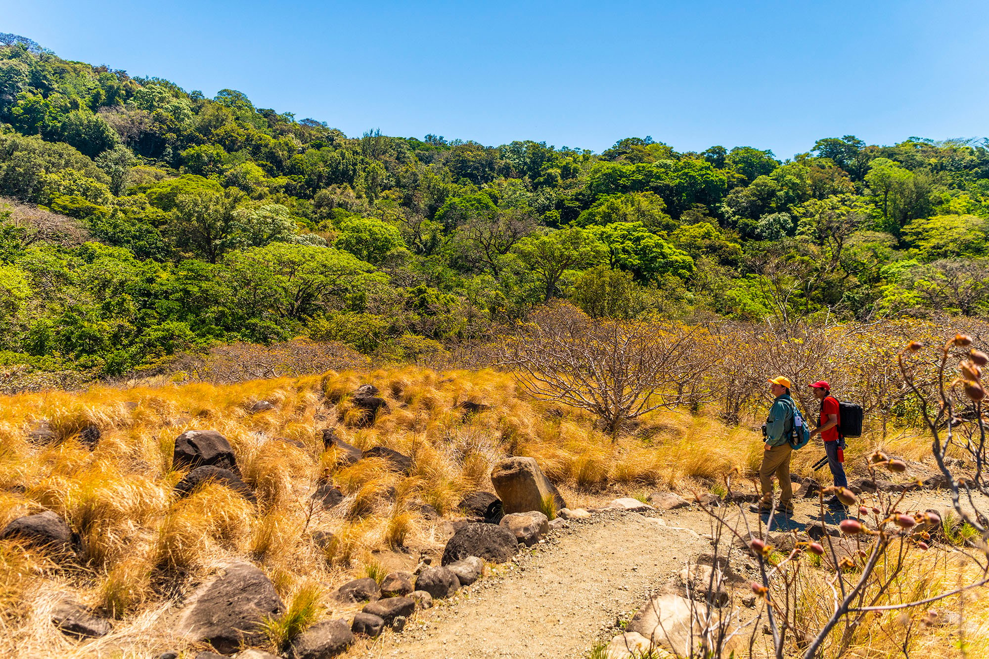 Dryforest_Guanacaste.jpg