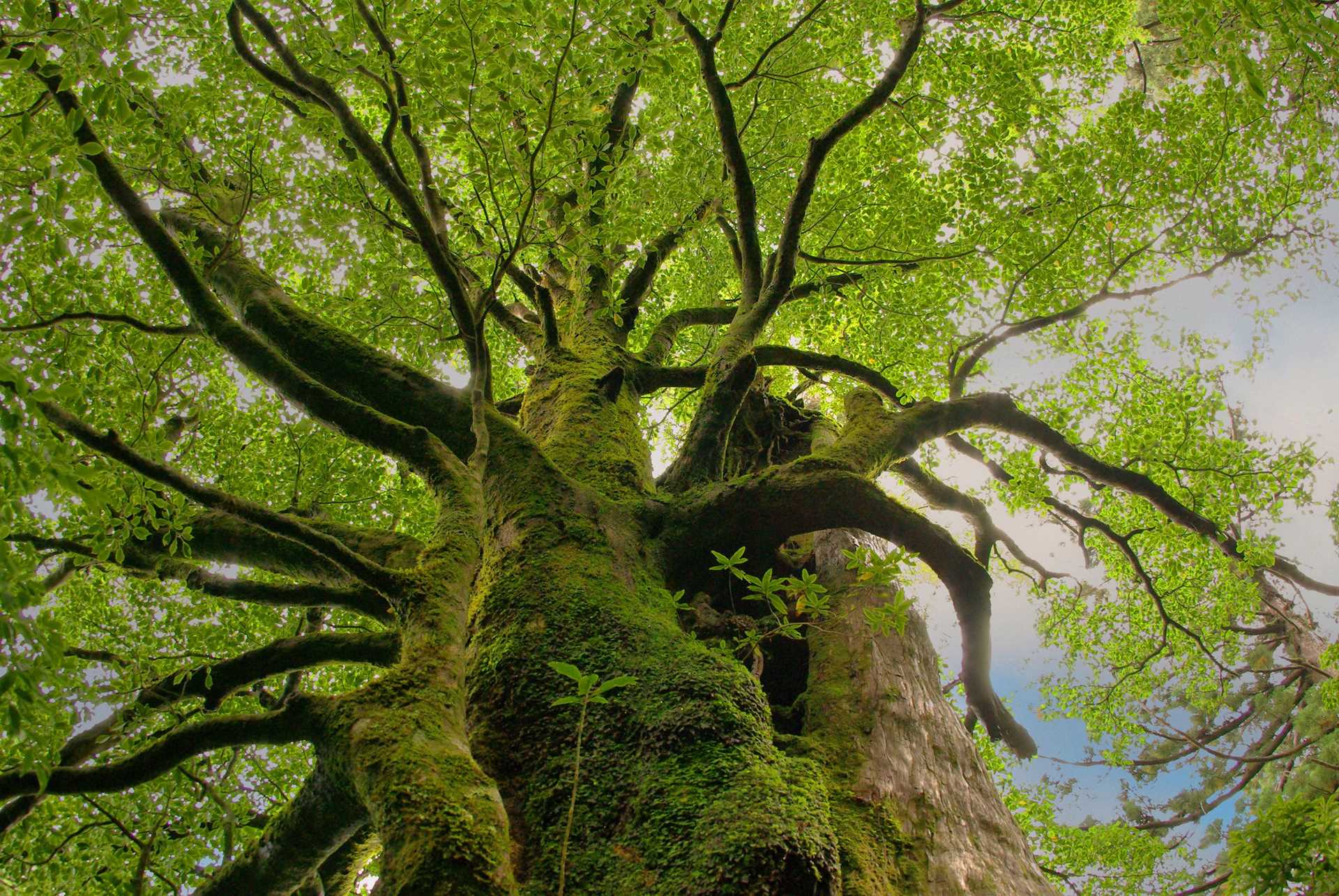 Yakasugi-Trees-shutterstock_1152826121.jpg