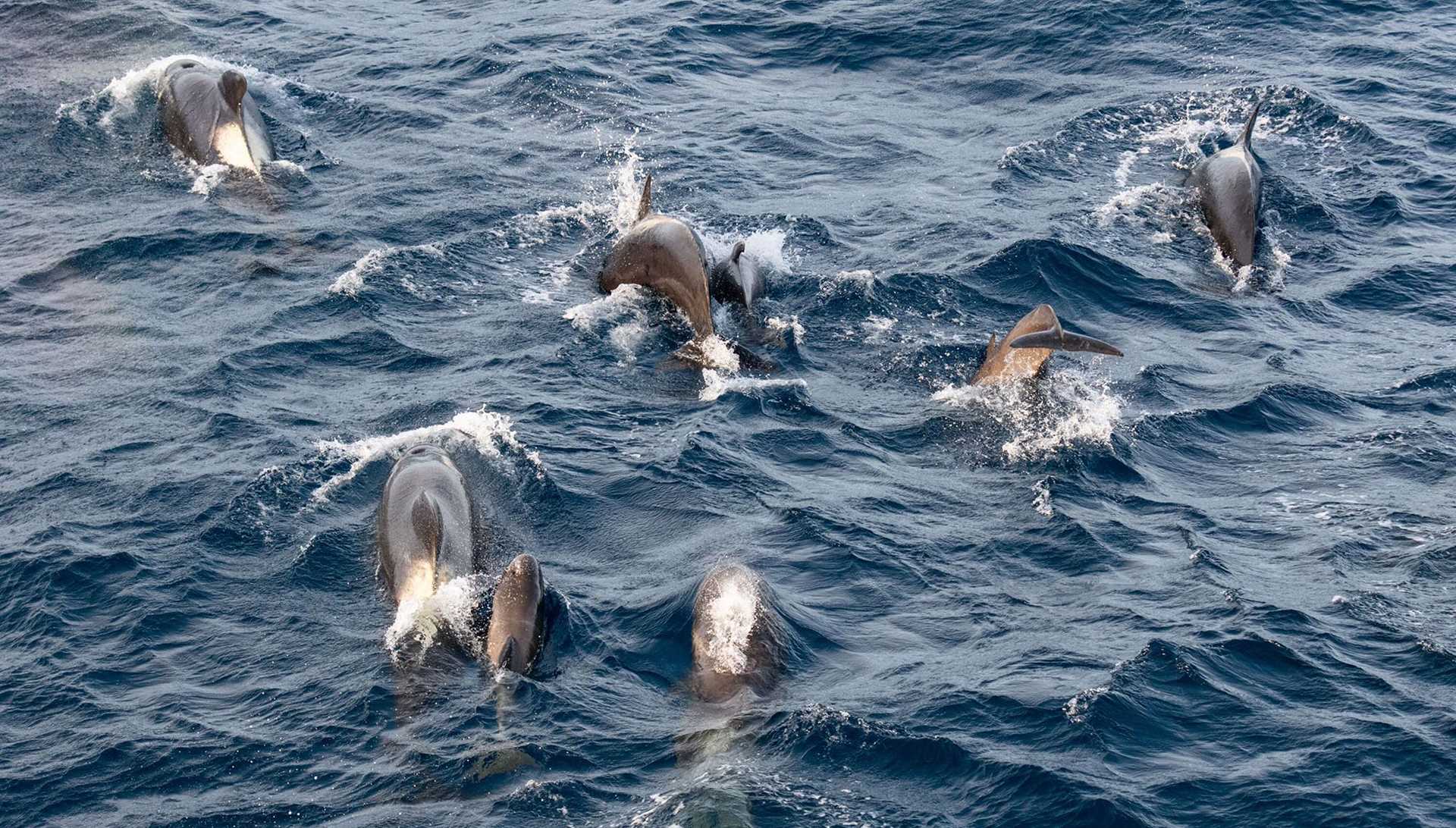 numerous pilot whales surfacing